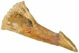 Fossil Sawfish (Onchopristis) Rostral Barb - Morocco #322850-1